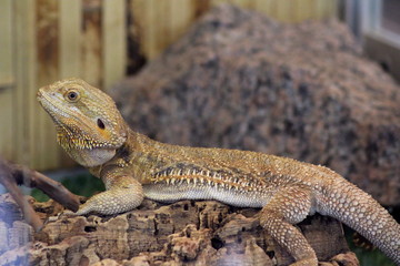 Reptile chameleons and acres