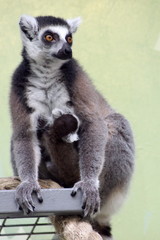 Madagascar lemur with cub