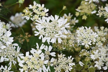 White laceflower