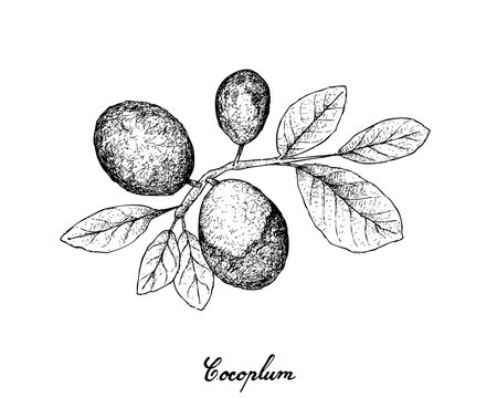Hand Drawn of Cocoplum Fruits on White Background