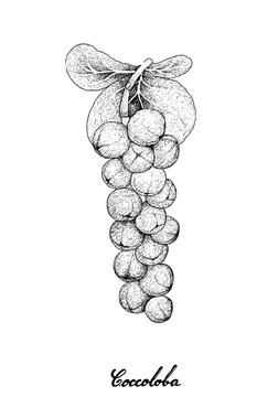 Hand Drawn of Coccoloba Uvifera or Seagrape Fruits