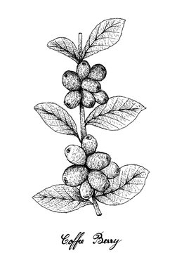 Hand Drawn of Ripe Coffee Berries on Branch