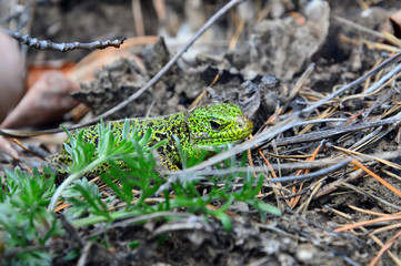 Green lizard (Lacerta viridis) - a species of lizards of the genus Green lizards. 