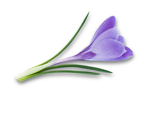 Purple spring flower crocus isolated on white background