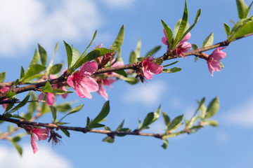 Pink flowers in the tree.