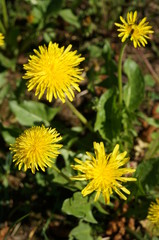 blooming dandelion. bright yellow flowers of the medicinal plant in Sunny weather.