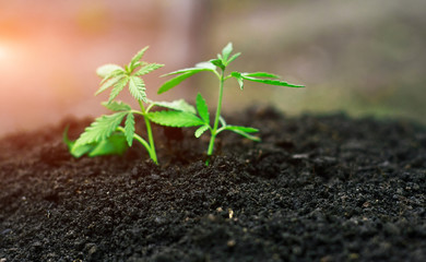 Marijuana grows young from soil from seeds for medicines time in sunshine. Cannabis with green leaves close-up