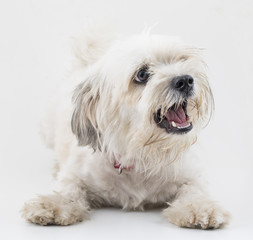 Maltese Canine Puppy Dog on White Background