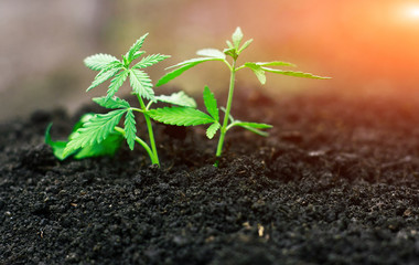 Marijuana grows young from soil from seeds for medicines time in sunshine. Cannabis with green leaves close-up