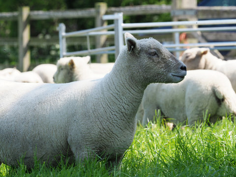 Flock of Sheep