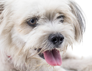 Maltese Canine Puppy Dog on White Background