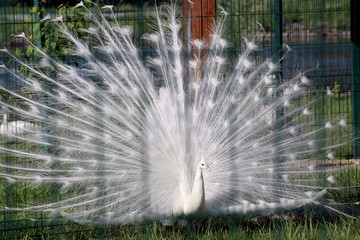 Obraz premium the white peacock unfurled his tail