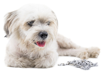 Maltese Canine Puppy Dog on White Background