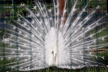 the white peacock unfurled his tail