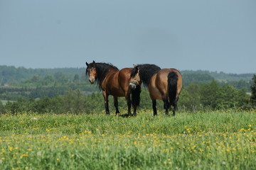 Lidzbark Warmiński © Rafa