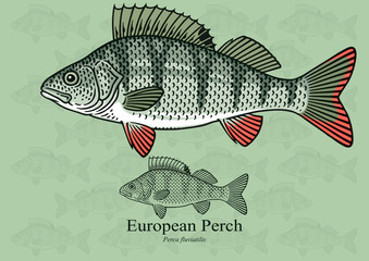 European Perch. Vector illustration with refined details and optimized stroke that allows the image to be used in small sizes (in packaging design, decoration, educational graphics, etc.)