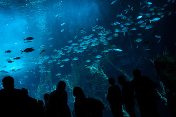 People watching fishes in aquarium. Gran Canaria. Spain. May 2018. Poema del Mar Aquarium.

 - obrazy, fototapety, plakaty