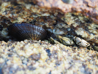 Cellana nigrolineata