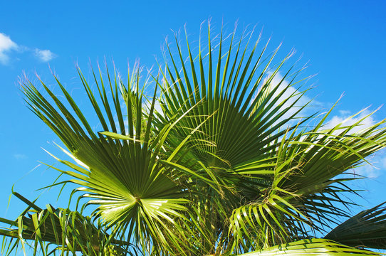 Green leaves of Washington palm on the background of a bright blue sky with white clouds