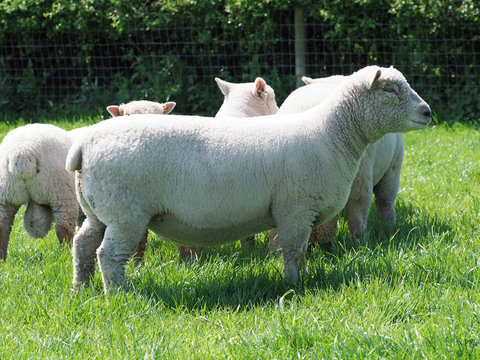 Flock of Sheep