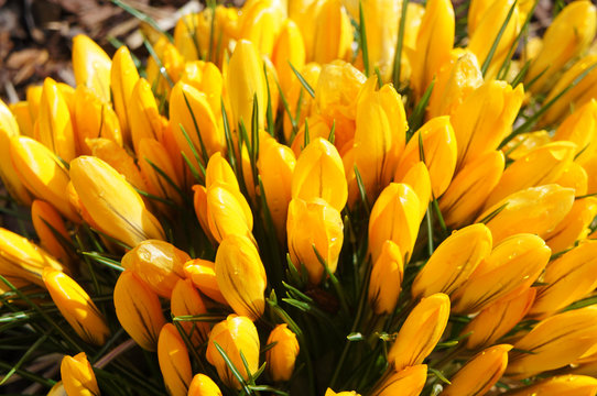 bright yellow crocus flowers on a sunny spring day © RuskaDesign