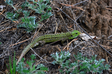 Green lizard (Lacerta viridis) - a species of lizards of the genus Green lizards. 