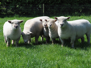 Obraz premium Flock of Sheep