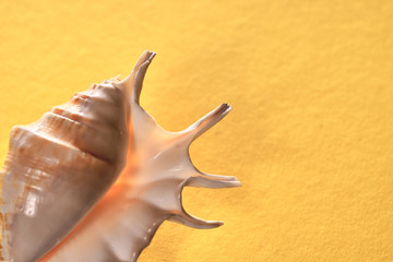 seashell on bright background