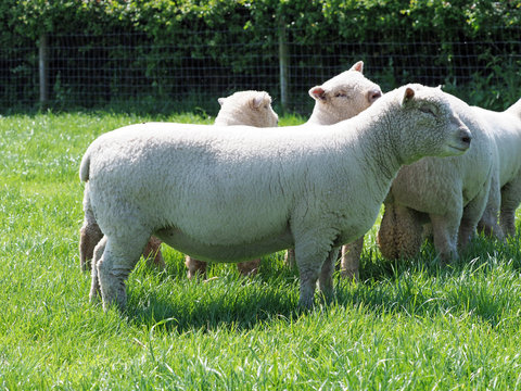 Flock of Sheep