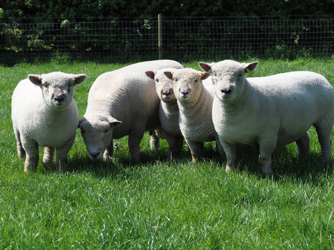 Flock of Sheep