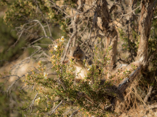 Squirre at ground canyon