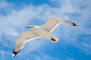 White seagull flying against the blue sky