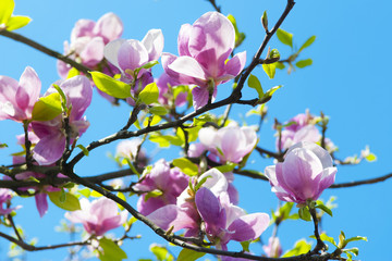 Spring magnolia tree flowers, natural floral background.