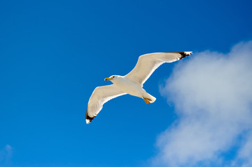 White seagull flying against the blue sky
