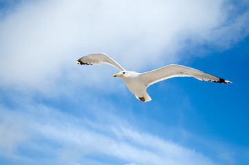 White seagull flying against the blue sky
