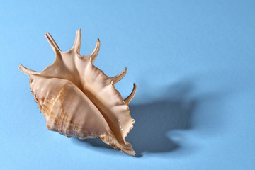 seashell on a blue background