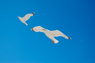 White seagull flying against the blue sky
