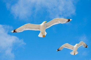 White seagull flying against the blue sky