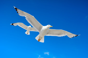 White seagull flying against the blue sky
