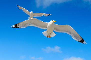 Fototapeta premium White seagull flying against the blue sky