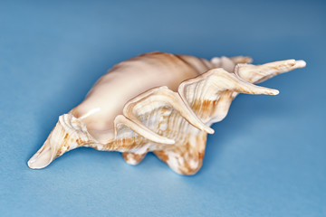 seashell on a blue background