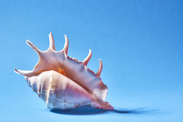 seashell on a blue background