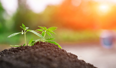 Concept of growing seedling of marijuana, cannabis, legalization in sunlight from soil. Green leaves ganja close up