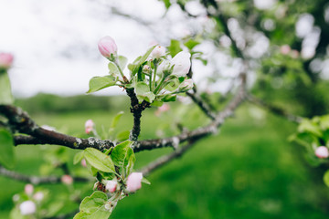 may blossoming apple trees