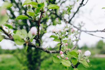 may blossoming apple trees