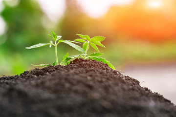 Concept of growing seedling of marijuana, cannabis, legalization in sunlight from soil. Green...