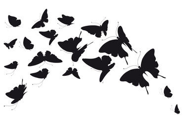 black butterfly, isolated on a white