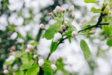 may blossoming apple trees