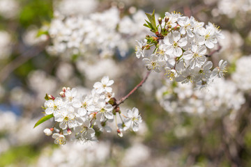Spring bloom, blossom flowers, blurred abstract nature bokeh backgroud