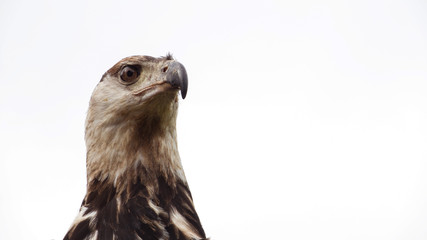 Close-up of African Fish Eagle head.
